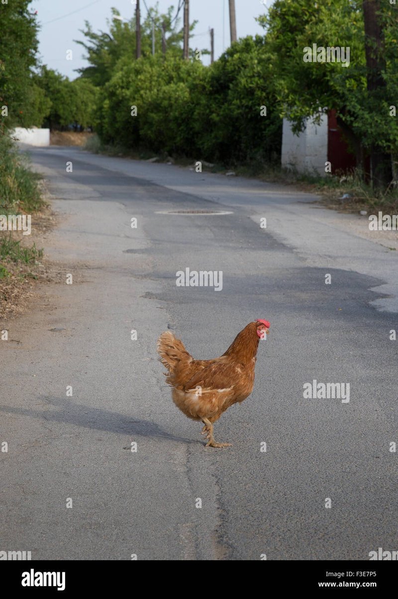 Descubre el Misterio de la Carretera de Pollo en Juegos en Línea in Spain